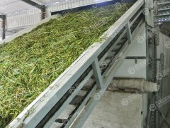 小麥秸稈烘干現(xiàn)場